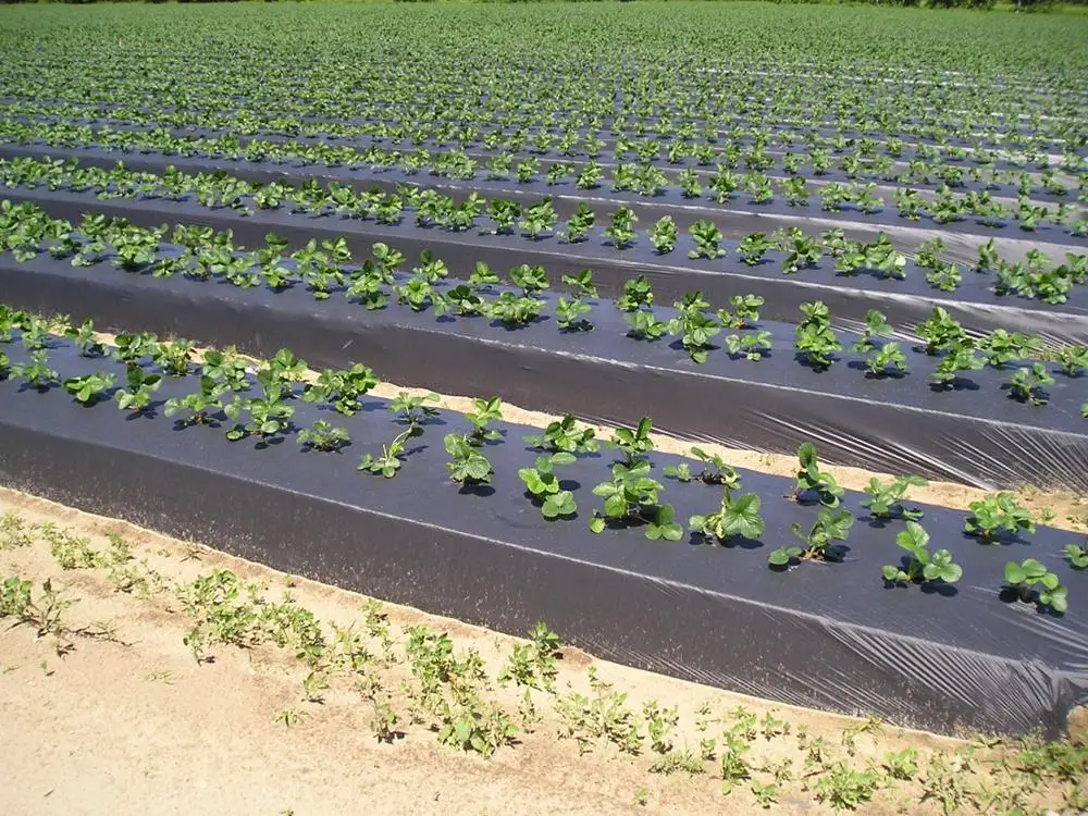 Wrapping Film Moisture Proof Feature and Agriculture Usage Polyethylene Vietnam Factory Direct LDPE Custom Size Accepted OEM-P7