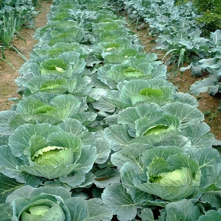 Whole Sale Fresh Cabbage for sale