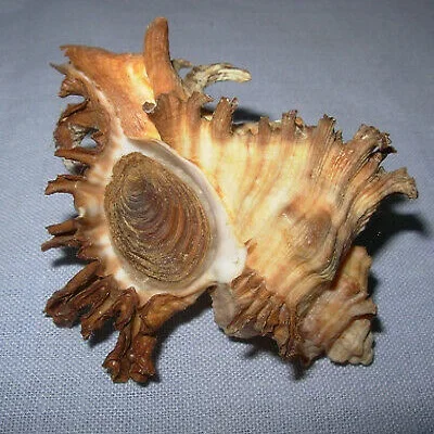 Operculum shells / Millennium High Quality Murex Operculum Seashell