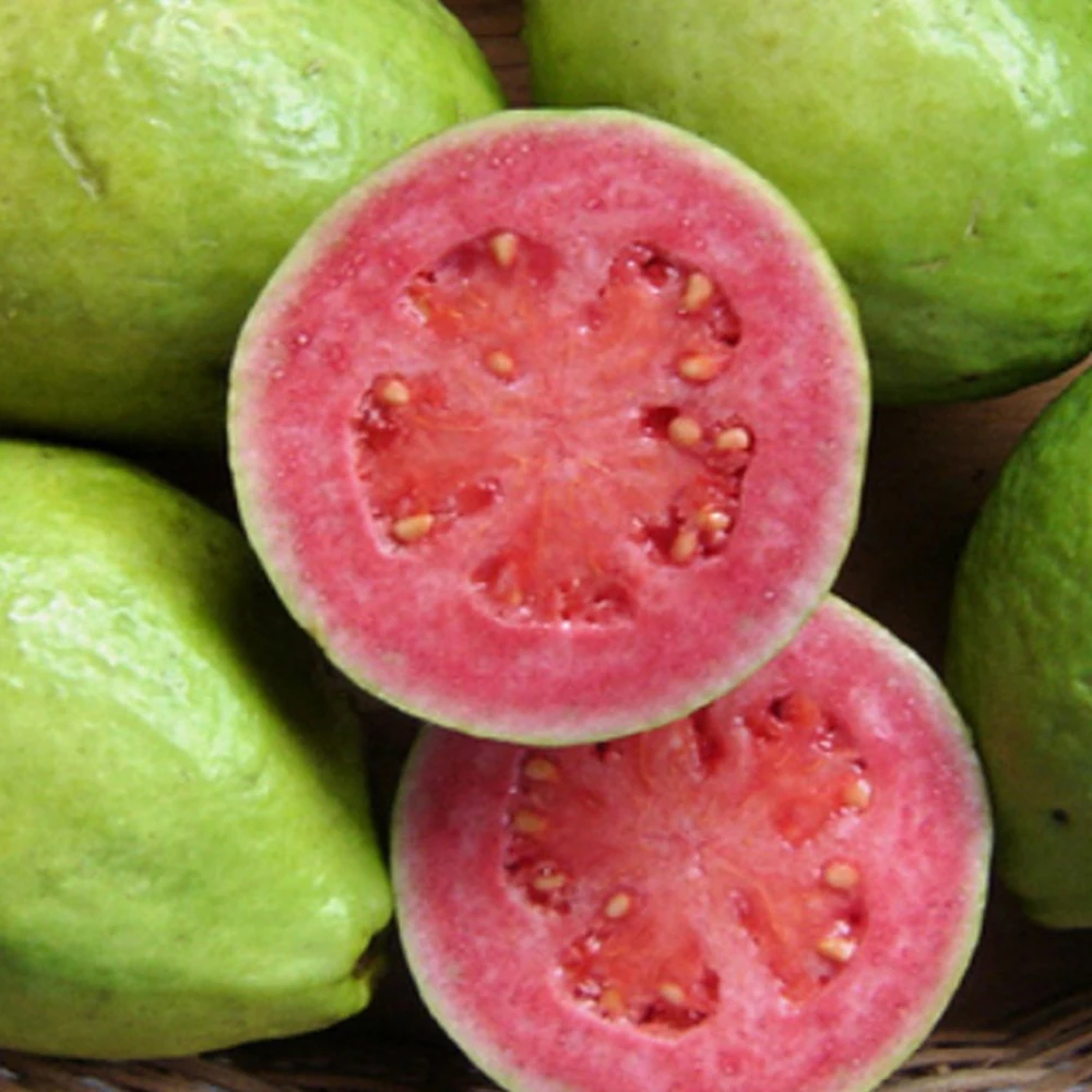 Good Price and Great Quality Guava from South Africa