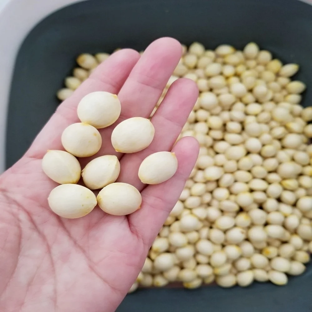 Лидер продаж, Замороженные Свежие сырые орехи гинкго, сертифицированные Haaccp, органические, для продажи