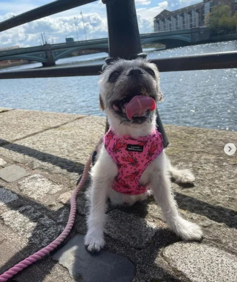 Rope Dog Leash and Collar set