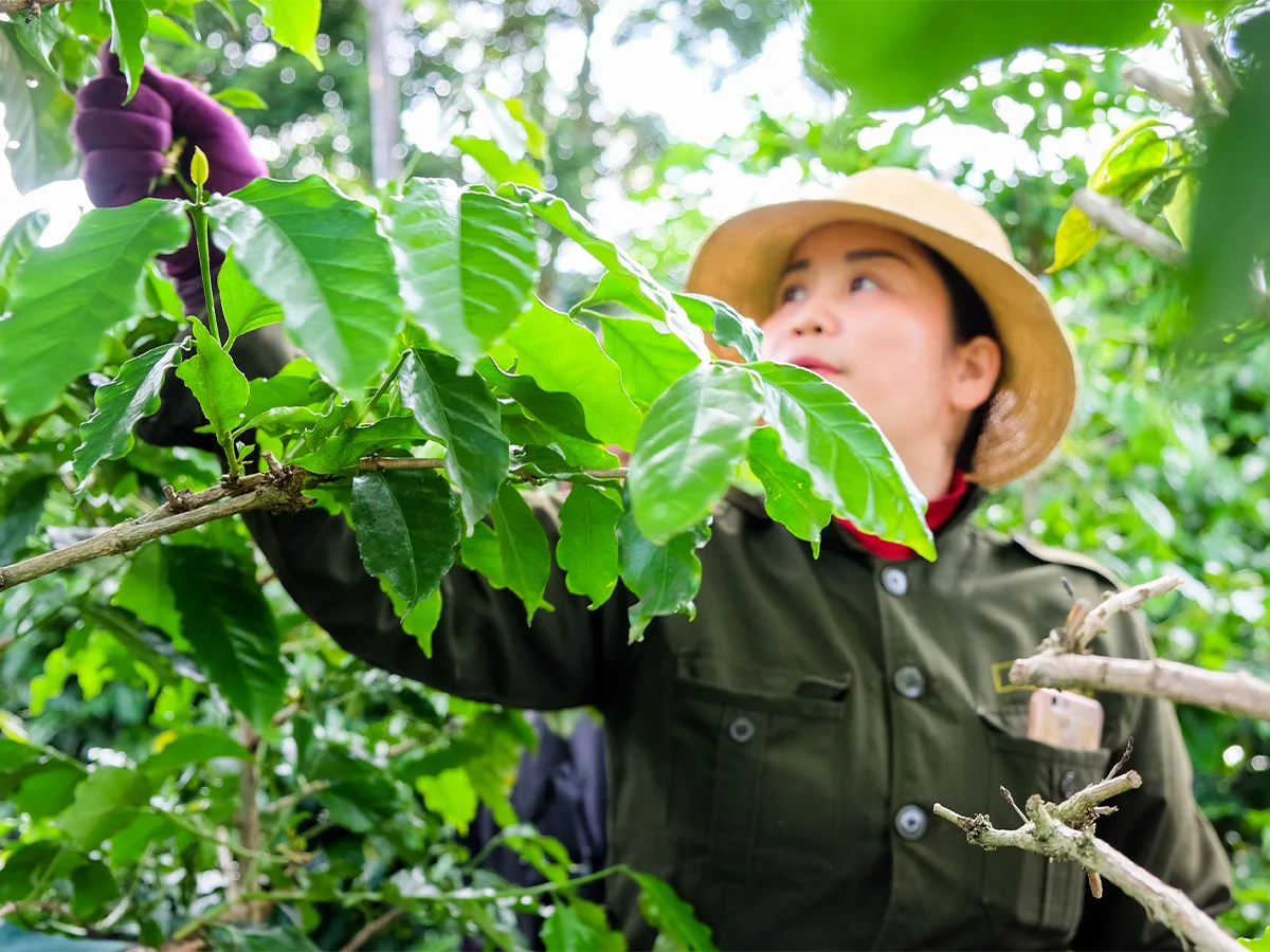 Best price with low MOQ good quality wholesale products green bean arabica made in Viet Nam Wet Washed Wet-polished