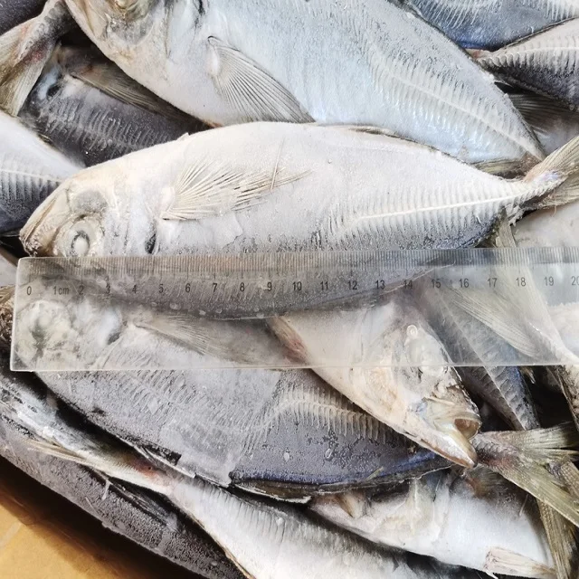 New Season Frozen Pacific Mackerel Fish best price