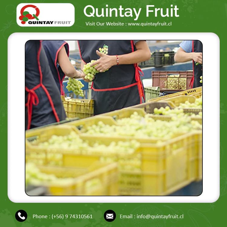 
Fresh Grapes Superior Seedless Green Wholesale Price Fresh Thomson Seedless Grapes Good Quality Fresh Grape Thompson 