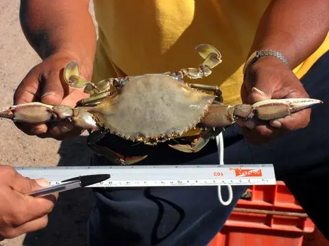 
High Quality Factory Frozen Swimming Crab Blue Crab 