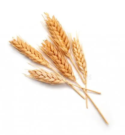 Wheat grain in bulk export price