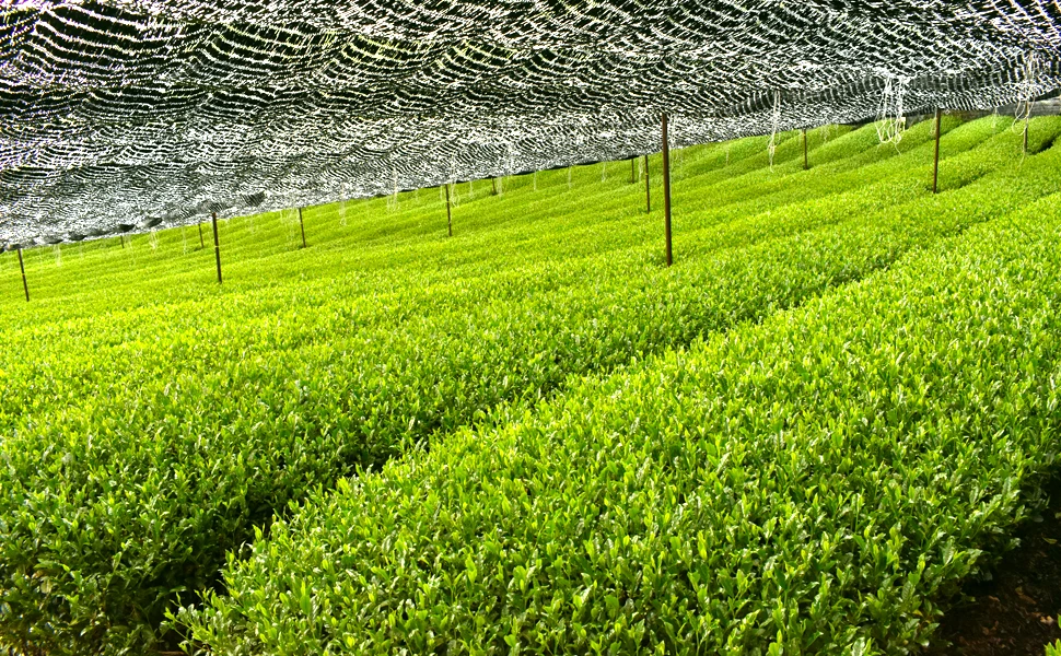 1 tea farm.jpg