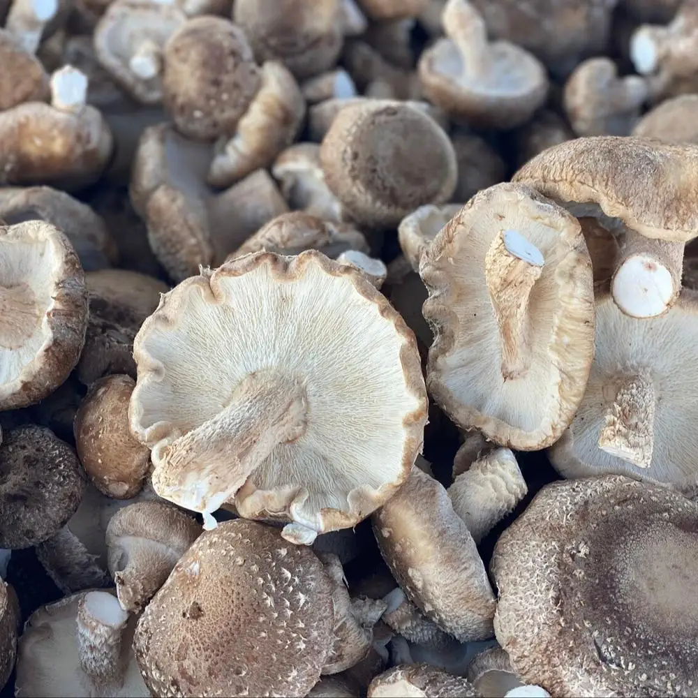  Mushrooms & Truffles canned button