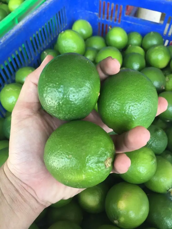 Best price GREEN LIME first grade 8-12pcs/kg