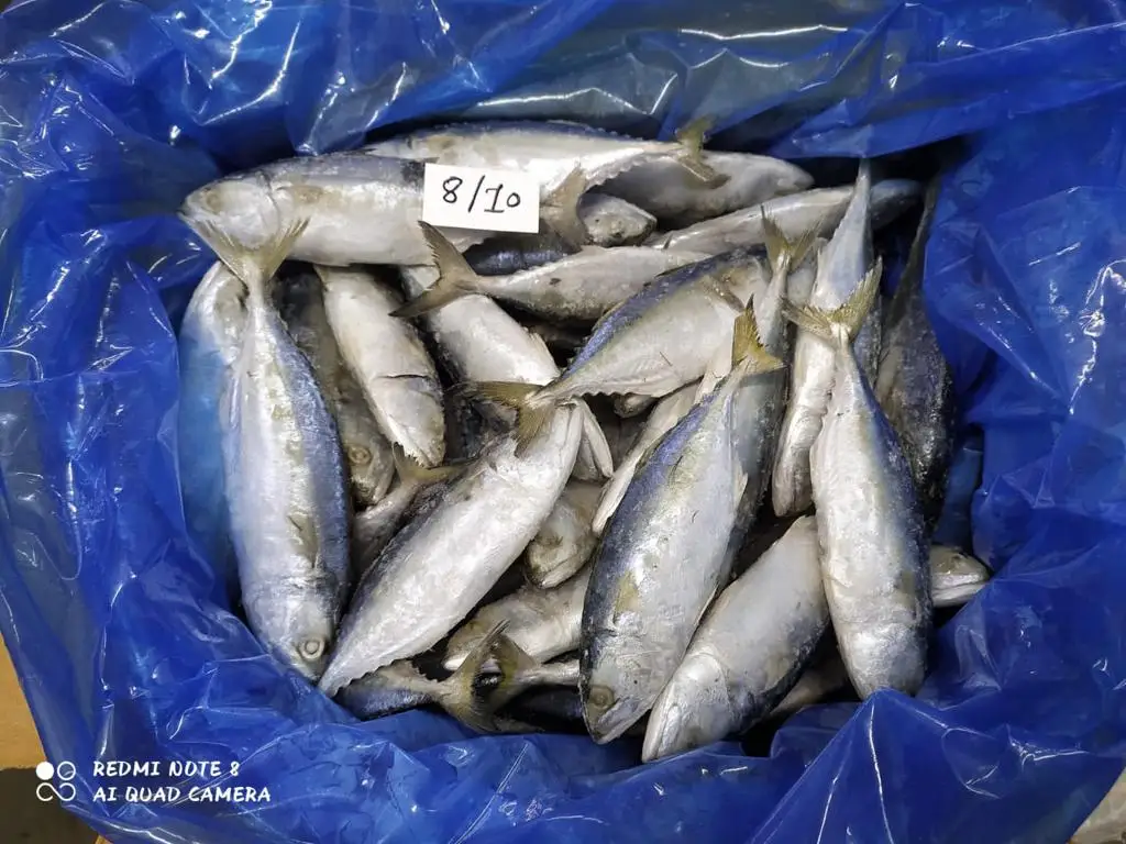 Замороженная индийская скумбрия