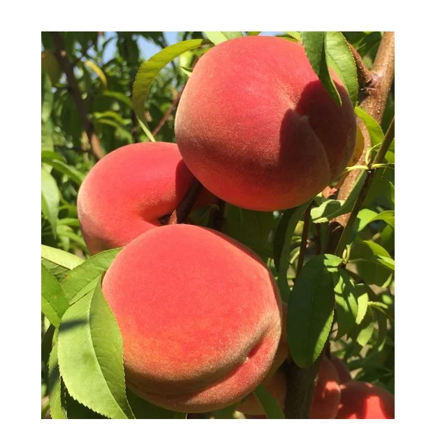 100% натурального пакистанского персики в доступная получения информации об оптовой цене