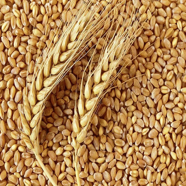 organic well preserved cheap wheat grains for sale