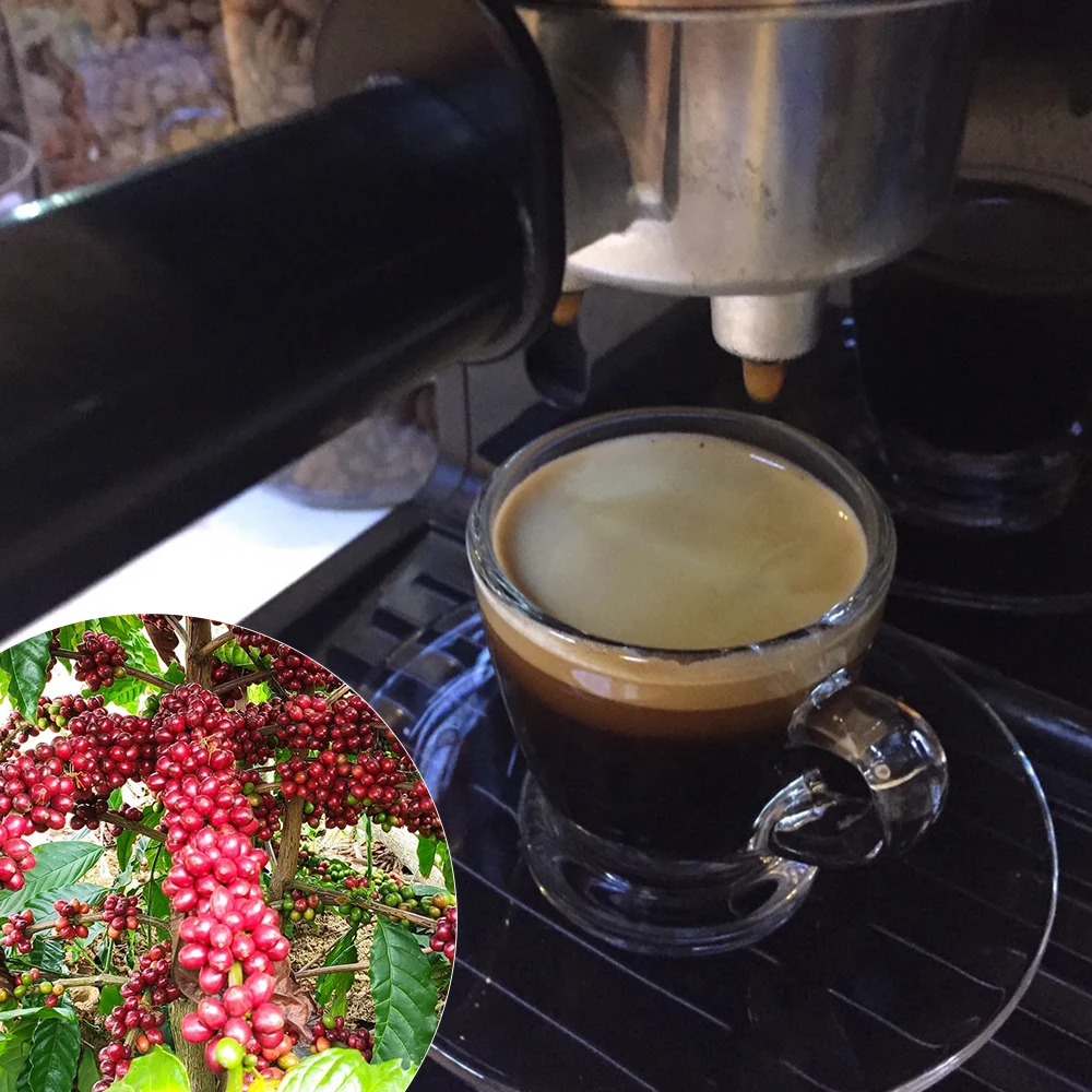 
Factory Price Good Robusta Coffee Taste From AVC Hemera Coffee In Vietnam 