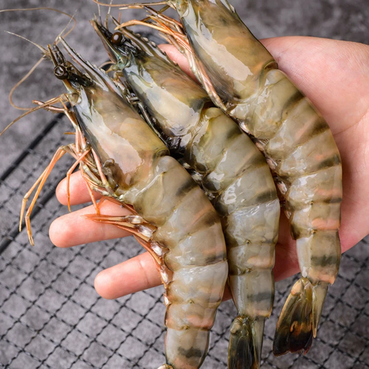 Best Quality Frozen Black Tiger Shrimp Natural Sea Caught Whole Part Export Standard