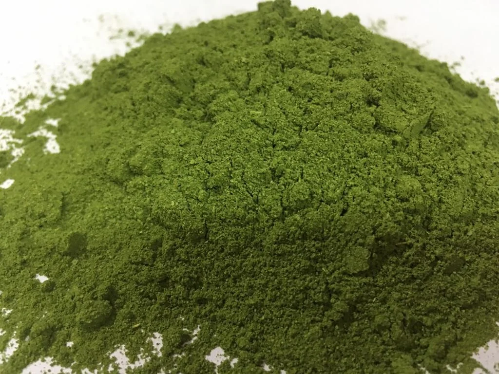 Первоклассный экспортный качественный сухой порошок листьев Моринга олейферы из Индии с добавкой высоким содержанием белка