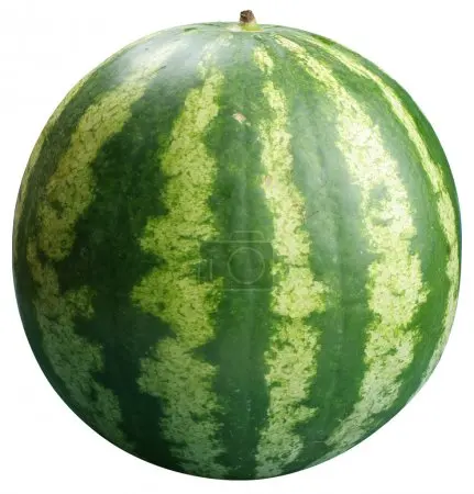 
Water Melon 
