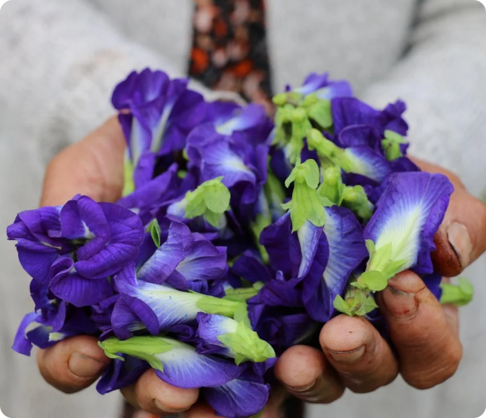 Organic Butterfly Pea Tea Extract Powders Fine Ground From Thailand Premium Grade Best Seller