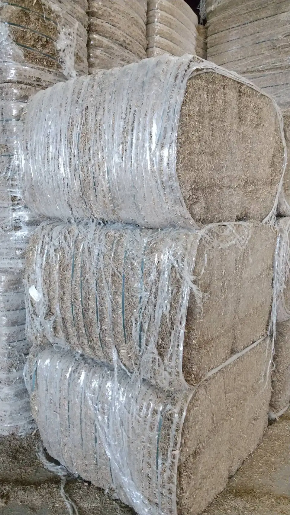 CORN SILAGE ORGANIC /CORN SILAGE  FOR ANIMAL FEED ORIGIN VIET NAM CHEAP PRICE AND HIGH QUALITY