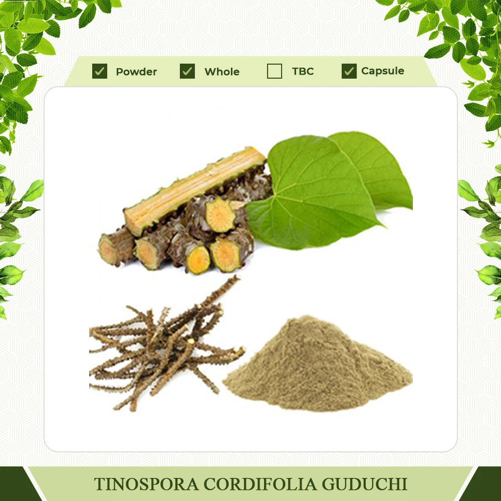 Guduchi & Giloy Herbal Powder Best For Healthy Immune System Natural Transport Cordifolia Guduchi, Gurjo, Heart-Leaved Moon seed