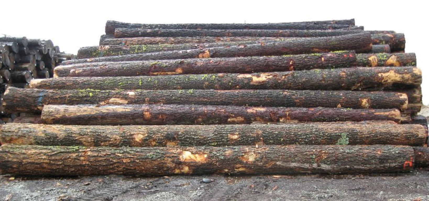 Fir-Logs