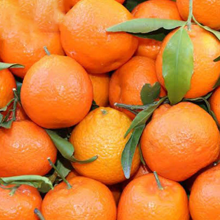 fresh baby fresh mandarin orange citrus fruit