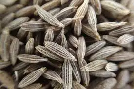 Indian organic cumin seeds powder bold sortex machine clean manufacturer