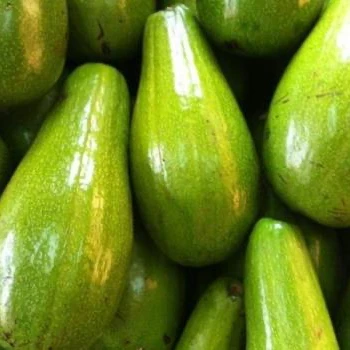 Fresh Avocado Fruit