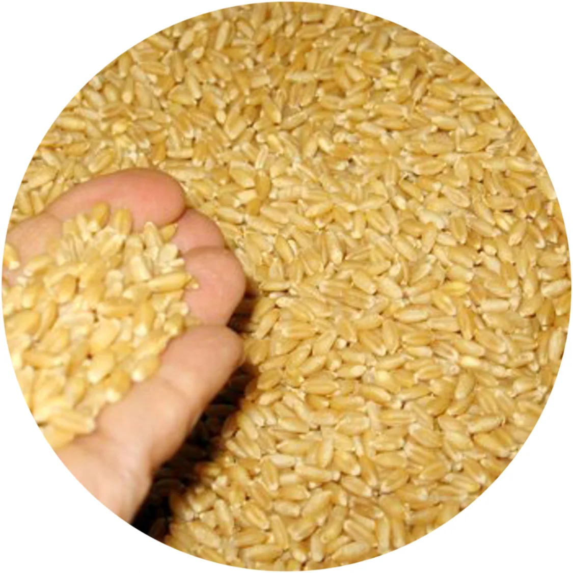 
Wholesale price for soft wheat grain from Kazakhstan. 