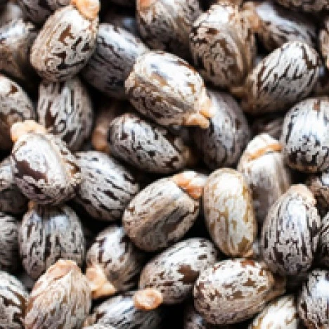 Castor Seeds