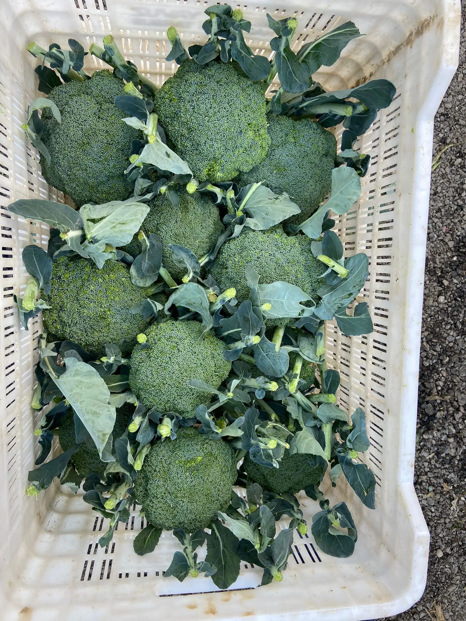 Wholesale Fresh Broccoli Vegetables FROM TURKEY New Crop 2021