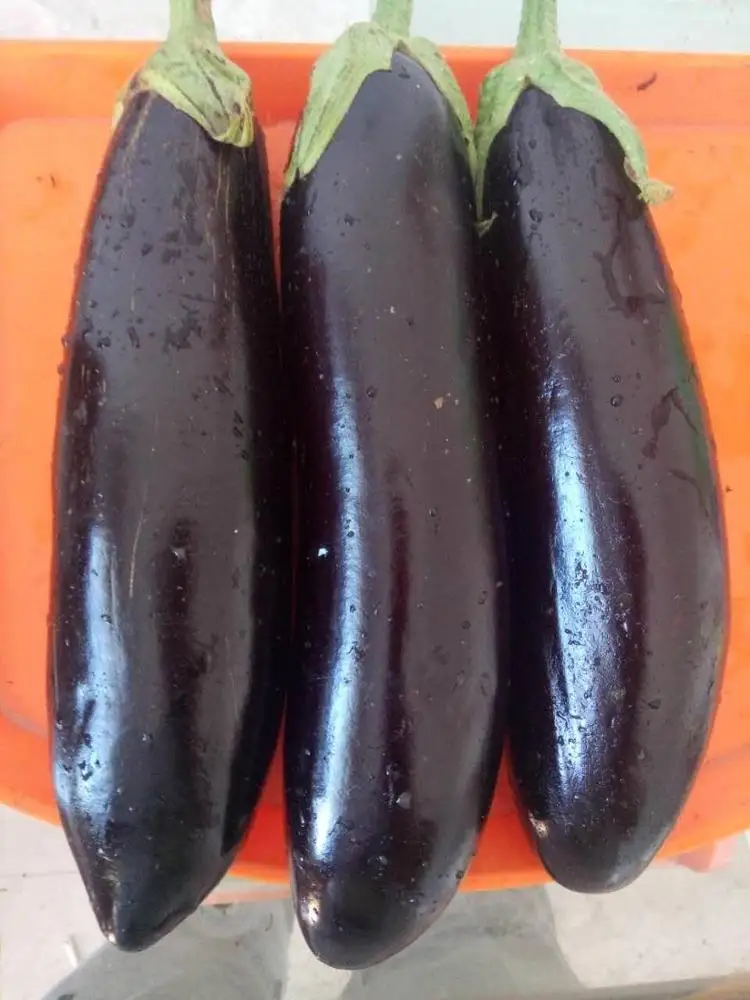 
Egg plant seeds wholesale 