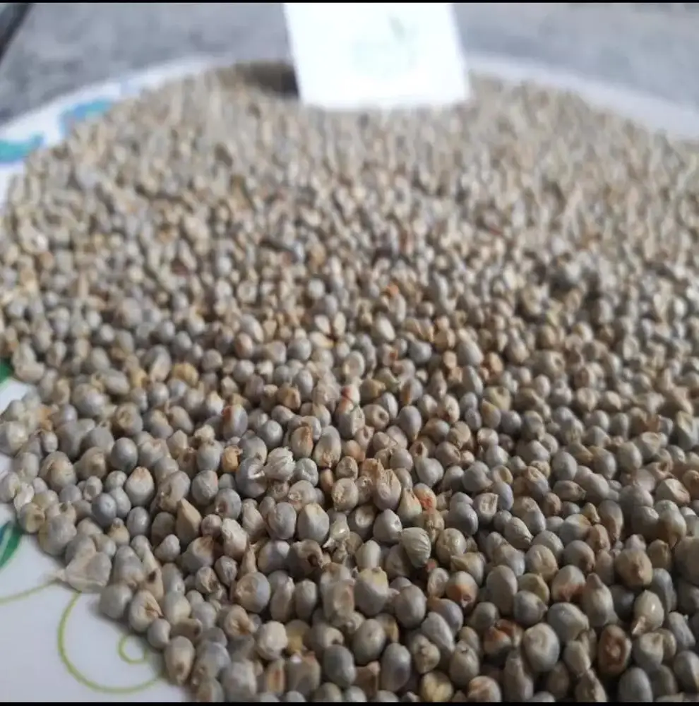 
White millet seed green millet seed indian millet seeds bajra seed 