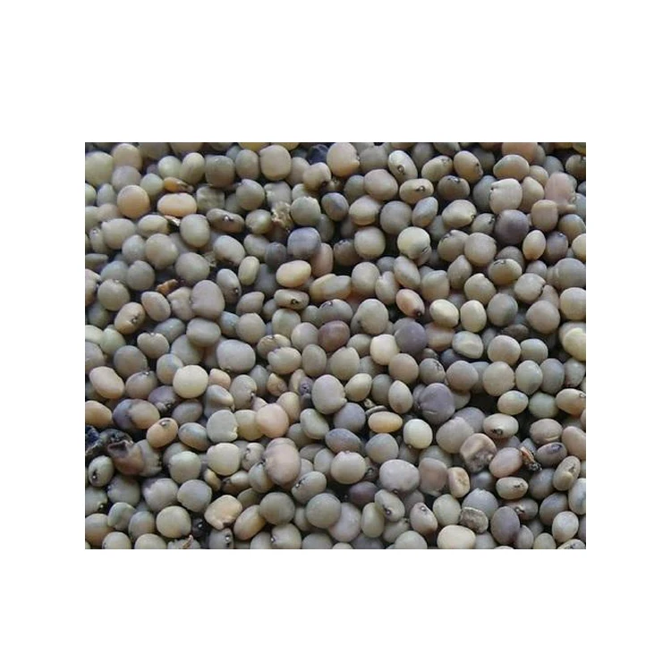Wholesale Supply Premium Grade Natural Guar Seeds at Competitive Price