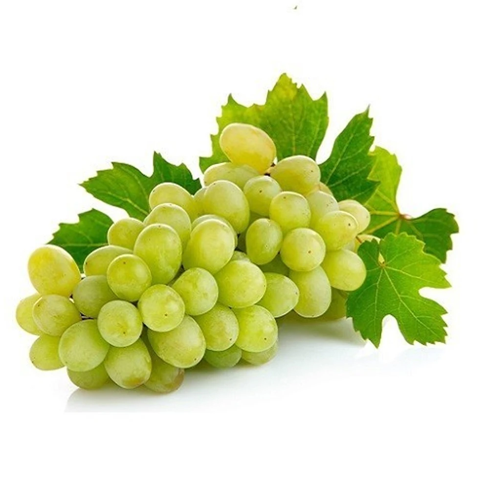 Bulk Supply  Grapes Good Quality Fresh Grape Thompson Exporter of Bulk Thompson Seedless