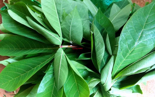 Cheap and Clean - Cassava Leaves Ms. Elaine +84 375 431 541