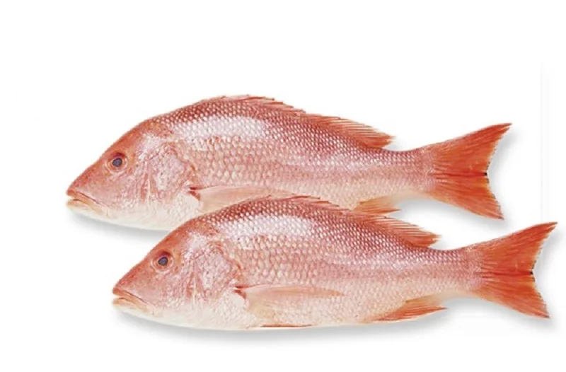 Processed Frozen Snapper Fish - Red Snapper - Seafood
