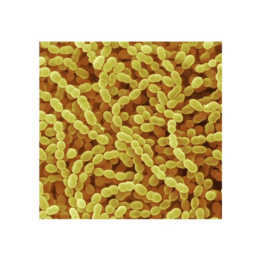 Streptococcus Thermophilus пищевая добавка Порошок пробиотики Streptococcus Thermophilus-zealmax Biopharma