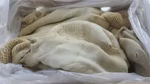 
PRIME FROZEN BONELESS BEEF/COW MEAT FOR SALE (HALAL) 