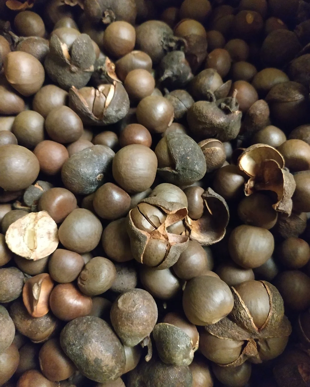 
Семена чая лучшего качества, доступны оптом 