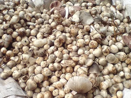 Cheapest Price Canned Brine Peeled Straw Mushrooms / WHATSAPP +84 845 639639