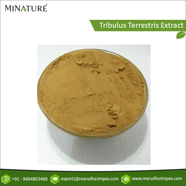 Pure 100% Natural & Organic Tribulus Terrestris Extract Herbal Powder for Wholesale from Best Indian Manufacturer