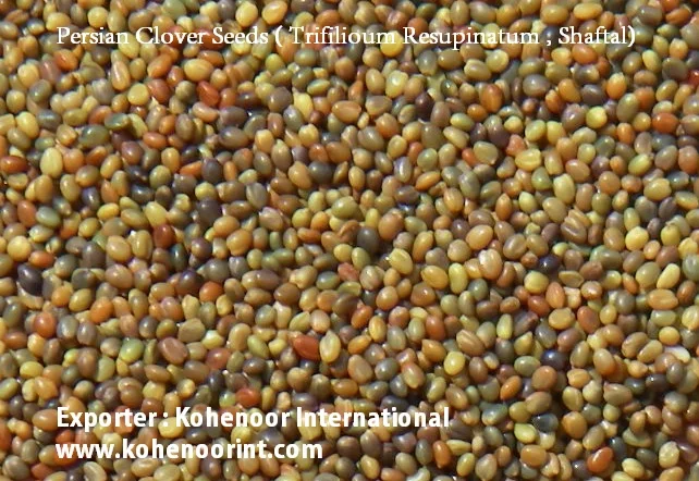 Семена Персидского клевера высшего качества