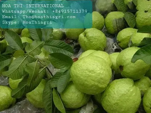 Natural Flavor Common Cultivation Type Oval - round Shape 50-70 mm Size 1Kg Fresh Vietnam Guava Cheap Price