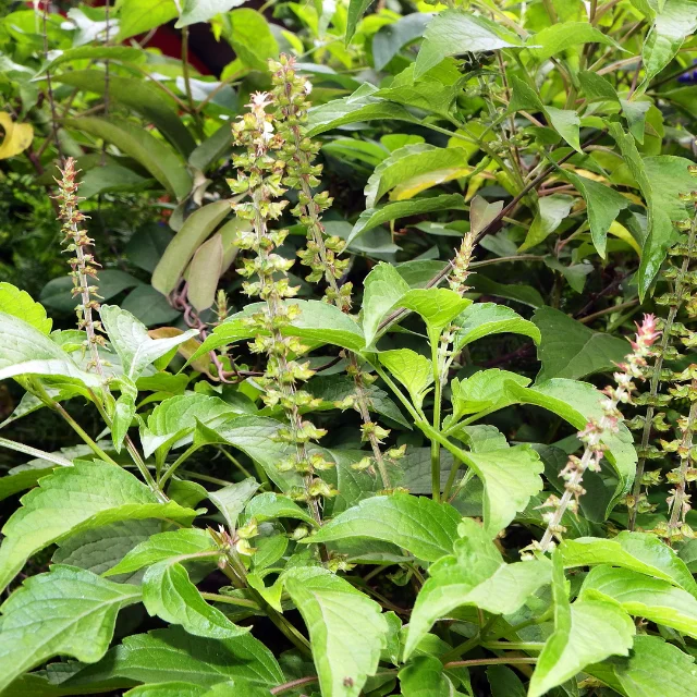 Благородный сладостей