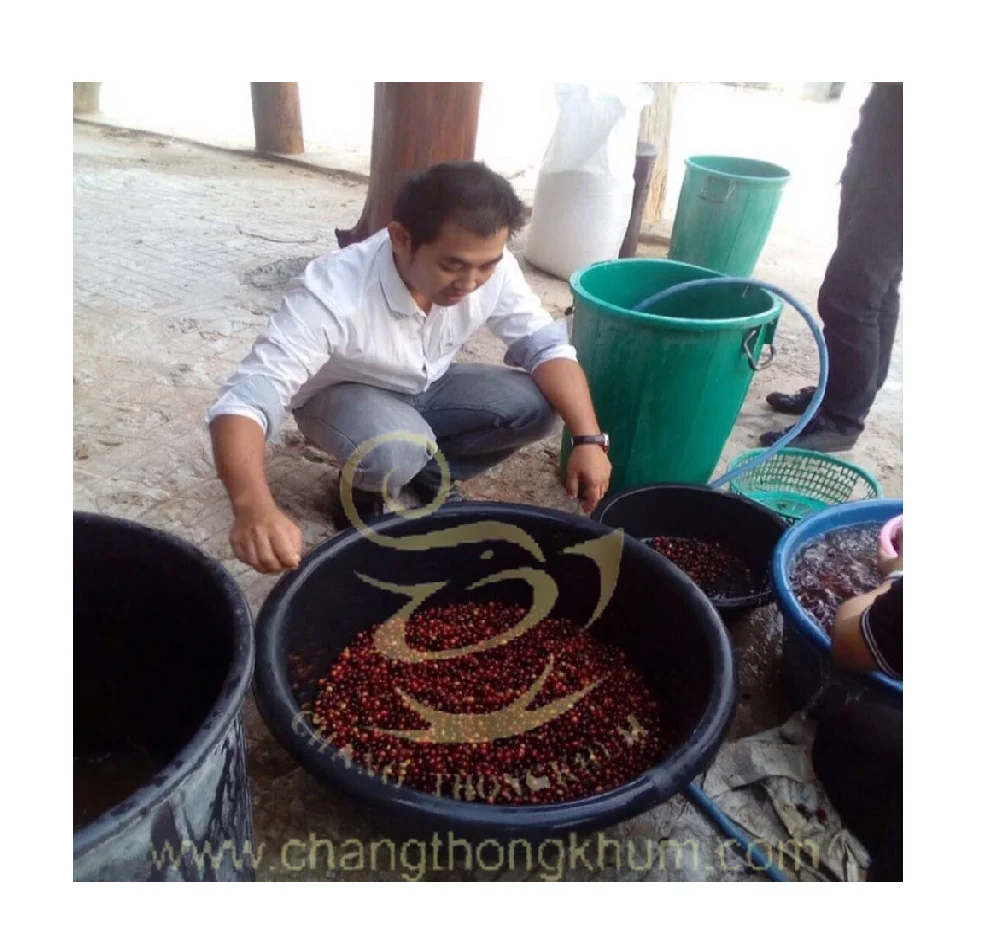 Арабика зеленые кофейные зерна лучший продукт премиум качества от производителя в Таиланде Changthongkhum