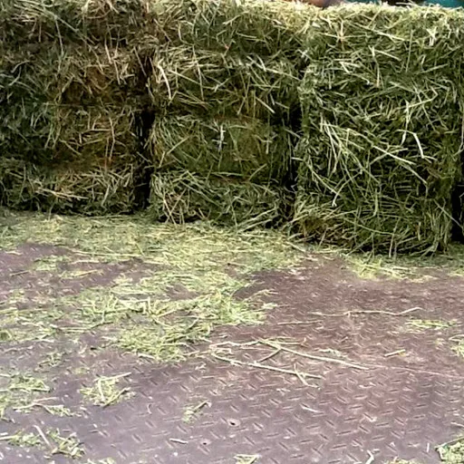 Alfalfa Hay in Bales For Animal Feed