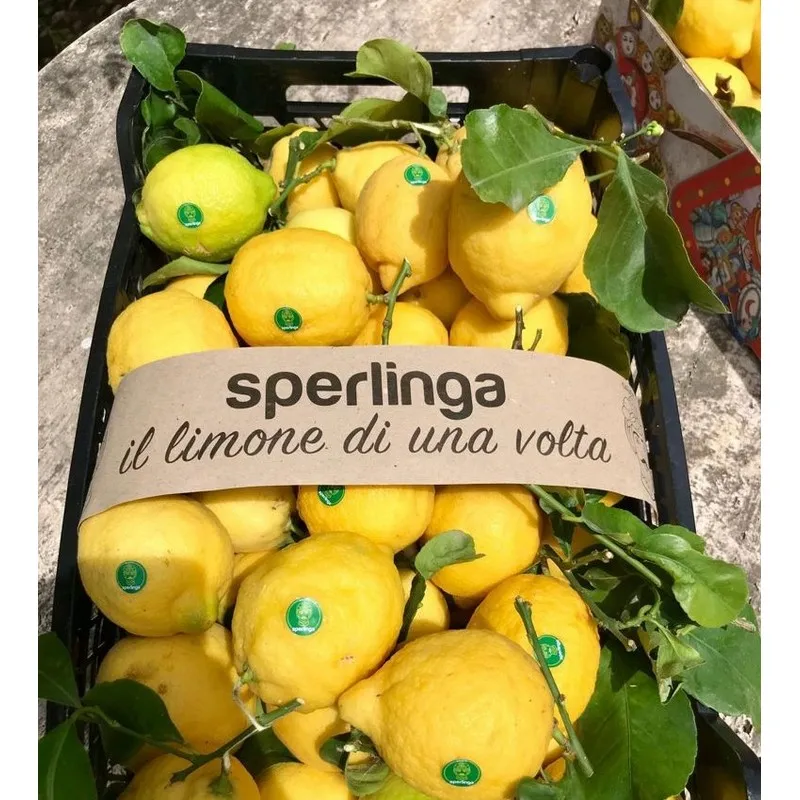 High quality 100% Made in Italy Sicily Organic Yellow Fresh Lemons with Leavesgreen 10kg box ready to ship