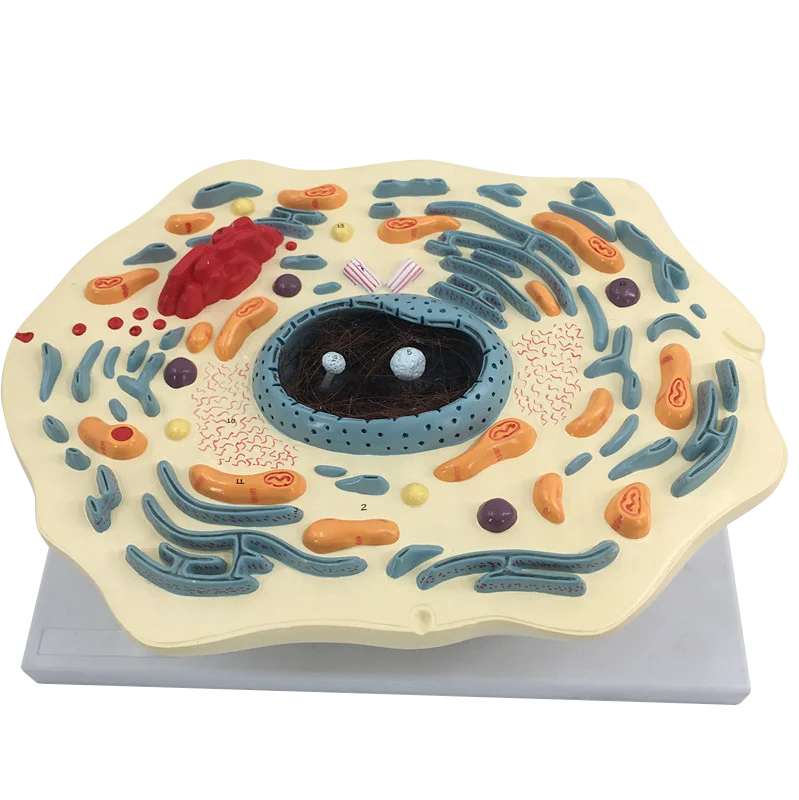 Animal cell teaching model