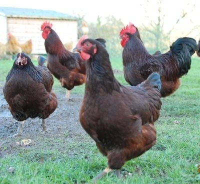 
Rhode Island Red Live Fowl 